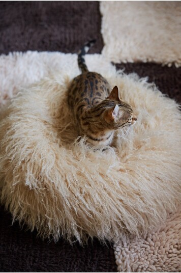 Jotex Hund/kattbädd Beige SHAGGY Kjøp Sitteputer & stolputer hos Jotex Jotex Hund/kattbädd Beige SHAGGY Kjøp Sitteputer & stolputer hos Jotex