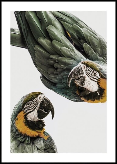 Vibrant Parrot Duo Plakat / 21x30cm