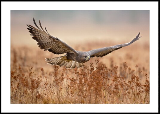 Majestic Hawk In Flight Plakat / 40x50