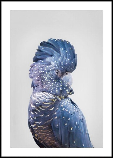 Black Cockatoo Plakat / 40x50cm
