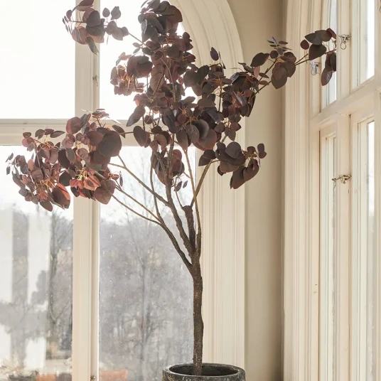 Mr Plant Cotinus Tre 200 cm Mr Plant Cotinus Tre 200 cm