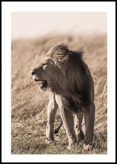 Lion In Profile Plakat Plakat / 50x70cm