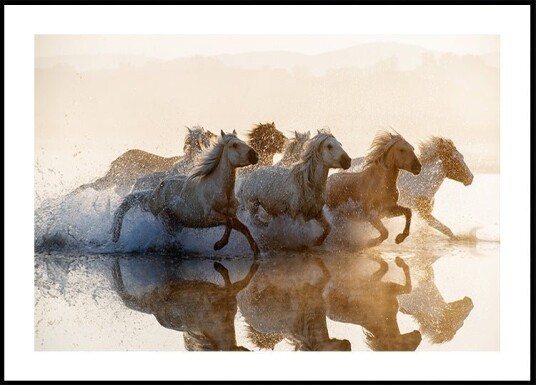 Horses Poster Plakat / 70x100cm Horses Poster Plakat / 70x100cm