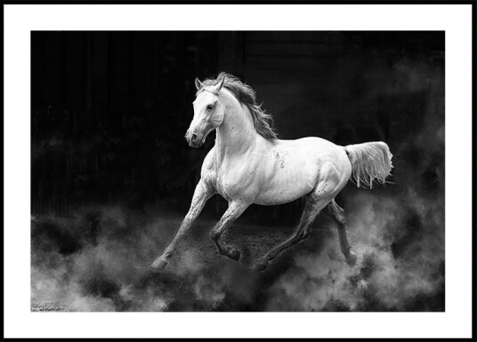 Fergana horse Plakat Plakat / 100x150cm