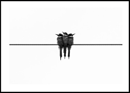 Birds On Wire Plakat Plakat / 50x70cm Birds On Wire Plakat Plakat / 50x70cm