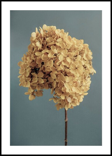 Yellow Hydrangea Plakat Plakat / 30x40cm