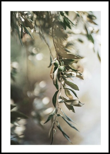 Olive Branch Plakat Plakat / 100x150cm