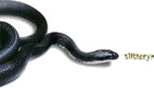 Slitheryn Slitheryn CD