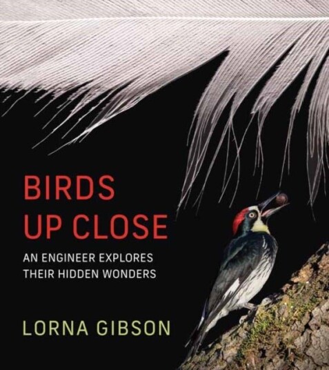 Birds Up Close Birds Up Close