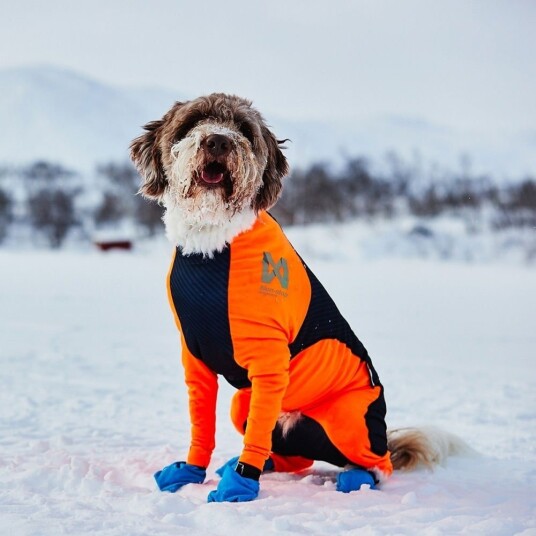 Non-Stop Dogwear Protector Snow Hannhundheldress S Oransje Non-Stop Dogwear Protector Snow Hannhundheldress S Oransje