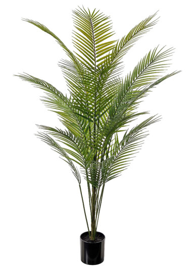 Mr. Plant Bergspalm 180 cm