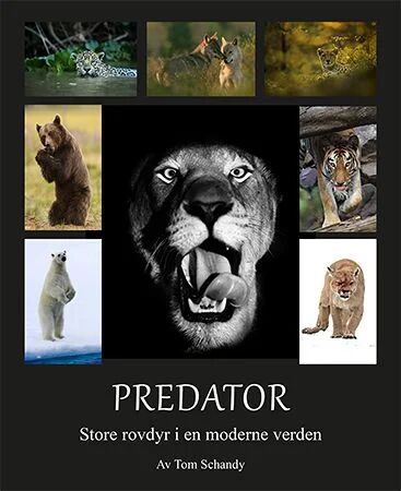 Predator Av Tom Schandy Predator Av Tom Schandy