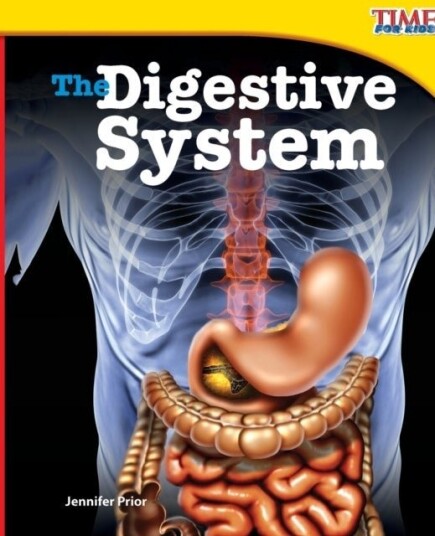 The Digestive System The Digestive System