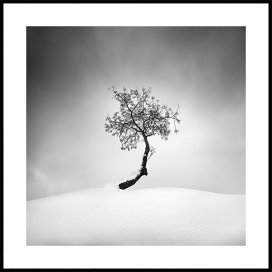 Winter Tree Plakat Plakat / 40x40cm Winter Tree Plakat Plakat / 40x40cm