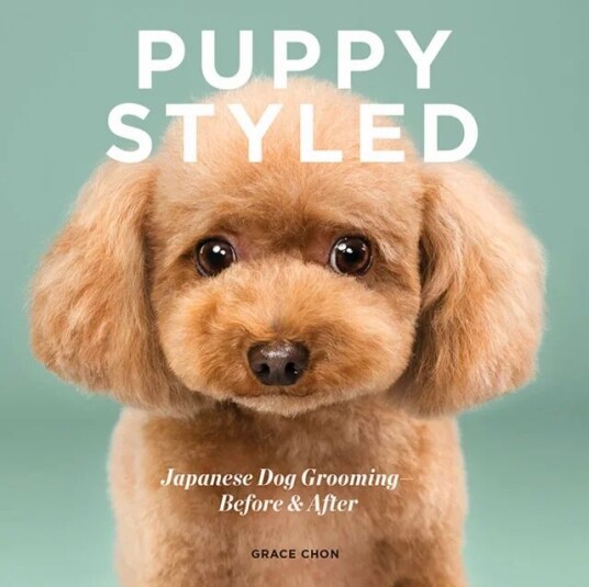 Puppy Styled Av Grace Chon