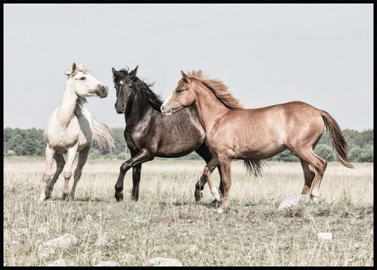 Three Horses Plakat Plakat / 30x40cm