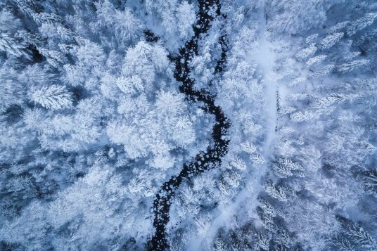 Plakat Vinter Skog Flyfoto