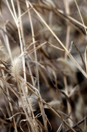 Malerifabrikken Poster Mellow Grasses 9 1609082-01-48