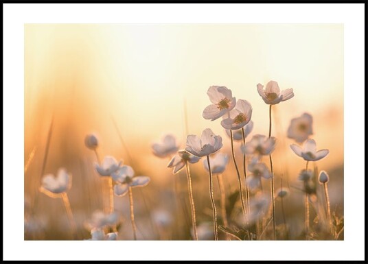 Wild Anemone at Sunset Plakat Plakat / 100x150cm