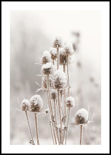 Snow-Covered Dried Flowers Plakat Plakat / 21x30cm