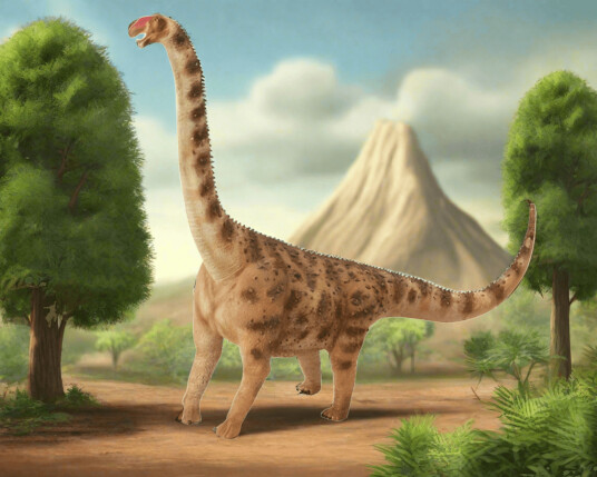 Figur Collecta Argentinosaurus 24cm Figur Collecta Argentinosaurus 24cm