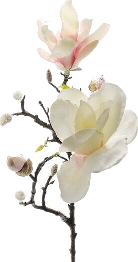 Mr Plant Magnolia 60 cm rosa Mr Plant Magnolia 60 cm rosa