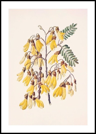 Kowhai Drawn By Sarah Featon 1848–1927 Plakat Plakat / 70x100cm