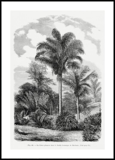 Vintage Palm Tree Drawing Vi Plakat / 50x70 Vintage Palm Tree Drawing Vi Plakat / 50x70