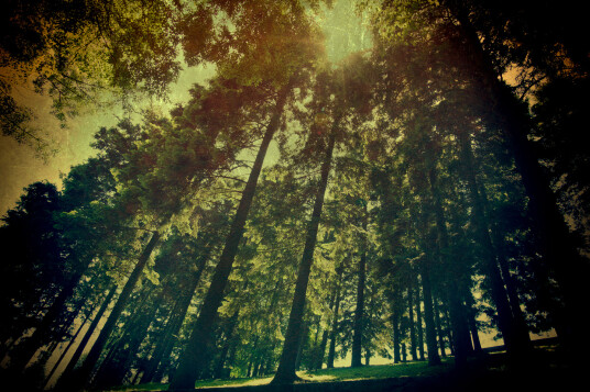 The Wood av Gustavo Orensztajn