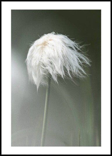 Cottongrass Plakat Plakat / 100x150cm