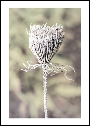 Frozen Laceflower Plakat Plakat / 100x150cm