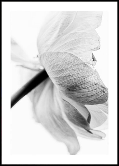 Blooming Flower Plakat Plakat / 21x30cm