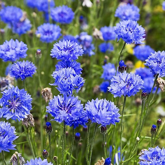 Jernia Serviett 33x33cm cornflowers