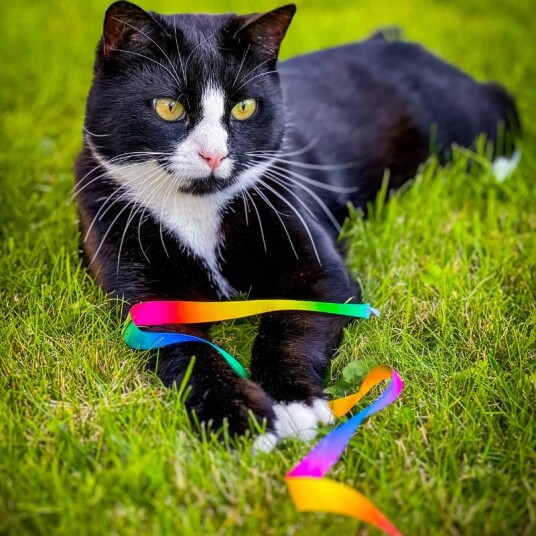 Katteleker Viftepinne Til Katt Rainbow