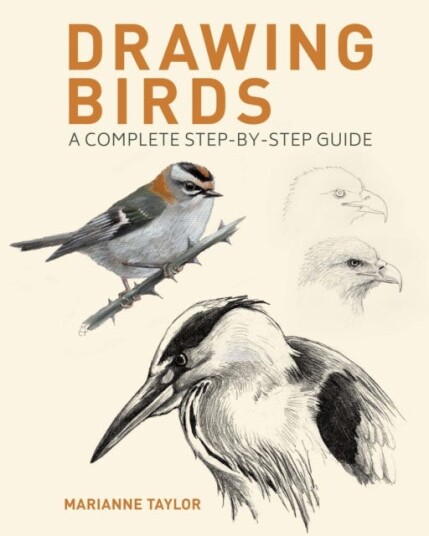 Drawing Birds A Complete StepbyStep Guide