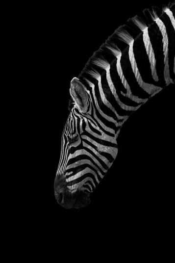 Black and White Stripes av Mikkel Beiter