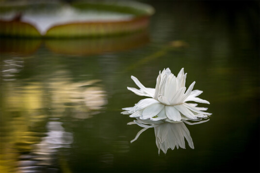 Water flower av Per Sørensen