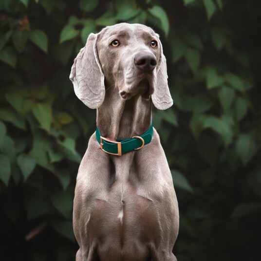 Tyylivoitto Classy Hundehalsbånd Stor Modell Grønn (M)