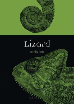 Lizard Lizard