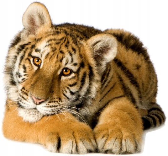 Veggklistremerke Tiger