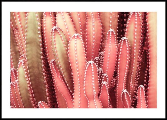 Fairy Red Cactus Plant Plakat Plakat / 70x100cm