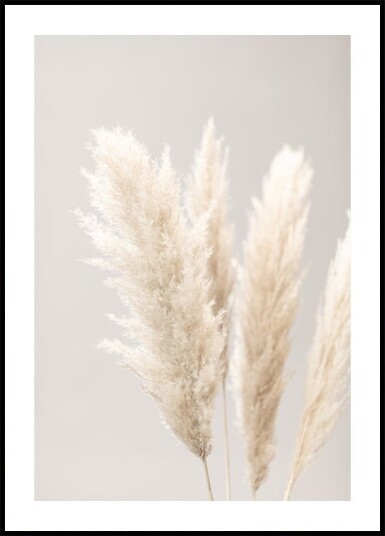 Pampas Grass Grey 02 Plakat / 100x150cm