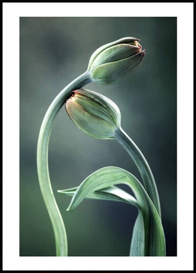 Tulip Buds Plakat Plakat / 21x30cm