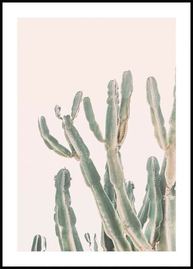 Sunrise Cactus Plakat / 30x40cm