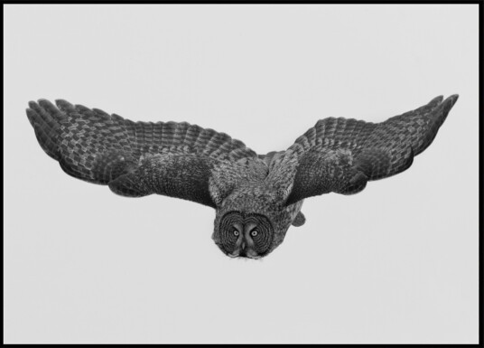 Majestic Owl in Flight Plakat / 40x50