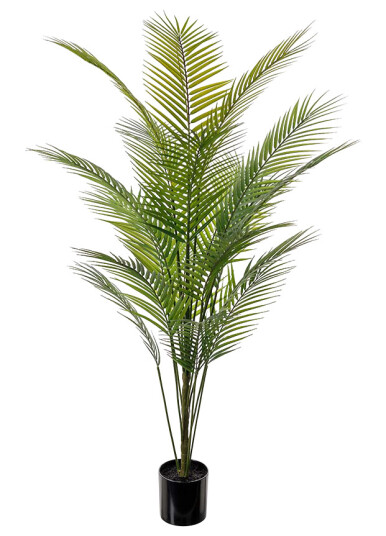 Mr. Plant Bergspalm 140 cm Mr. Plant Bergspalm 140 cm