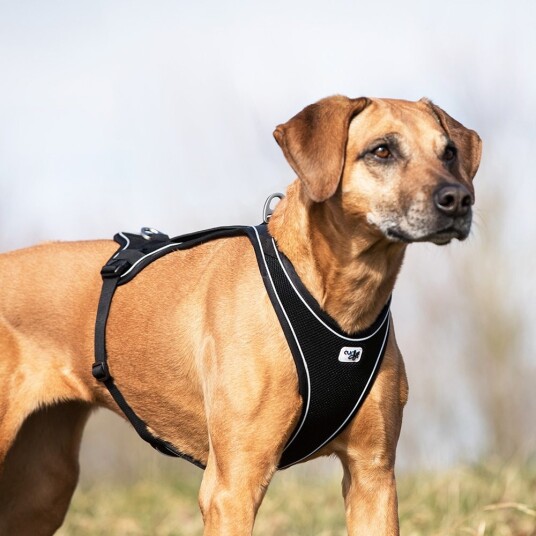 Curli Belka Comfort Harness Hundesele Svart (5 størrelser)