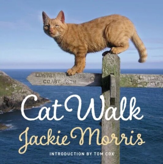 Cat Walk Av Jackie Morris Cat Walk Av Jackie Morris