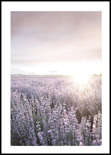 Sunset Over Lavender Fields Plakat Plakat / 40x50cm Sunset Over Lavender Fields Plakat Plakat / 40x50cm