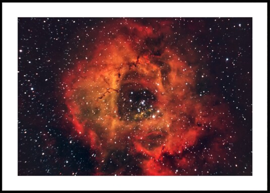 Cosmic Rose Nebula Plakat / 100x150 Cosmic Rose Nebula Plakat / 100x150